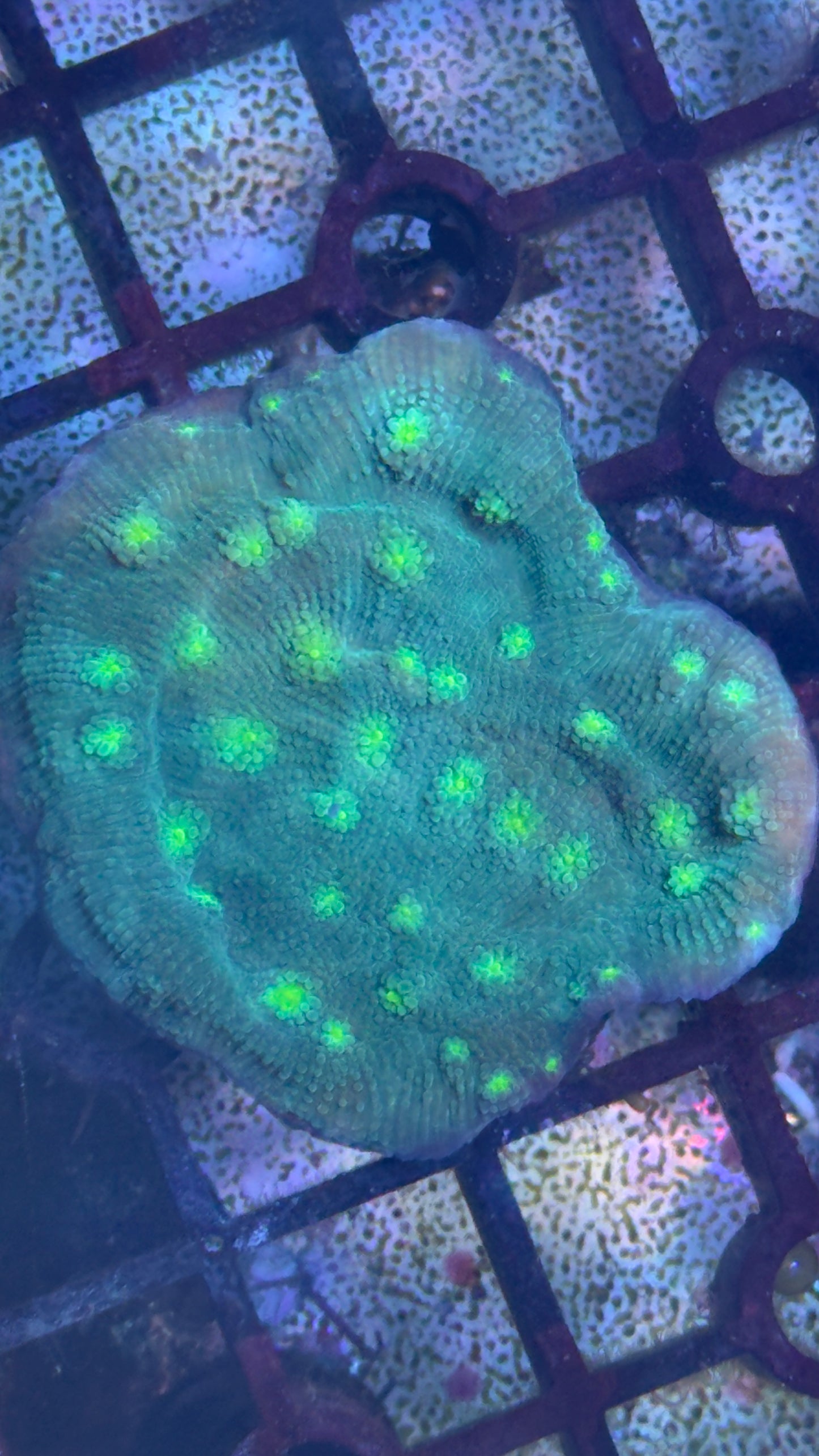 Chalice frag