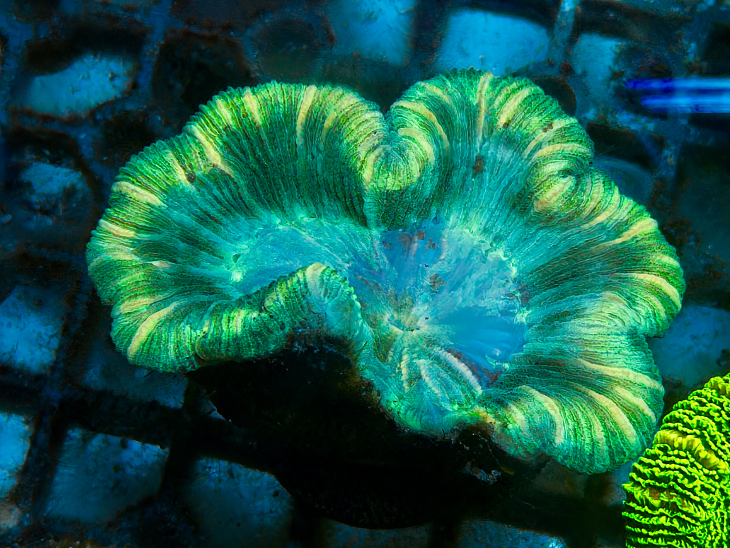 Trachy Frag