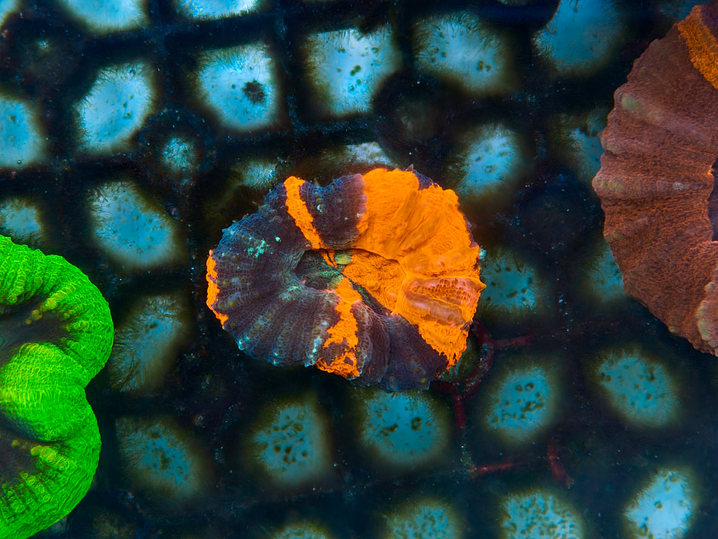 War-paint Scolymia Small