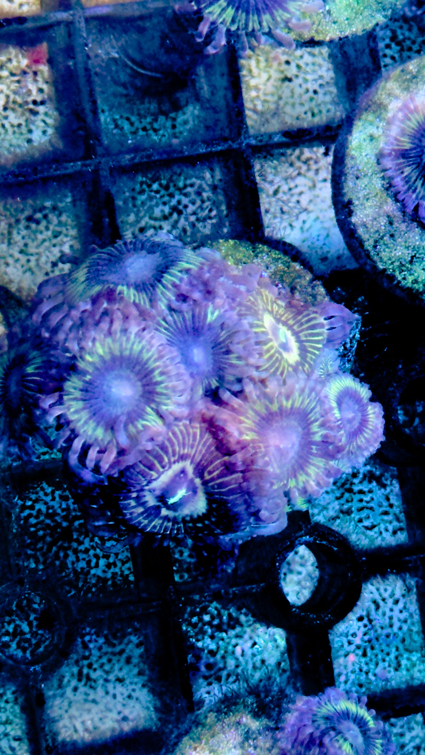 Palyzoa frags