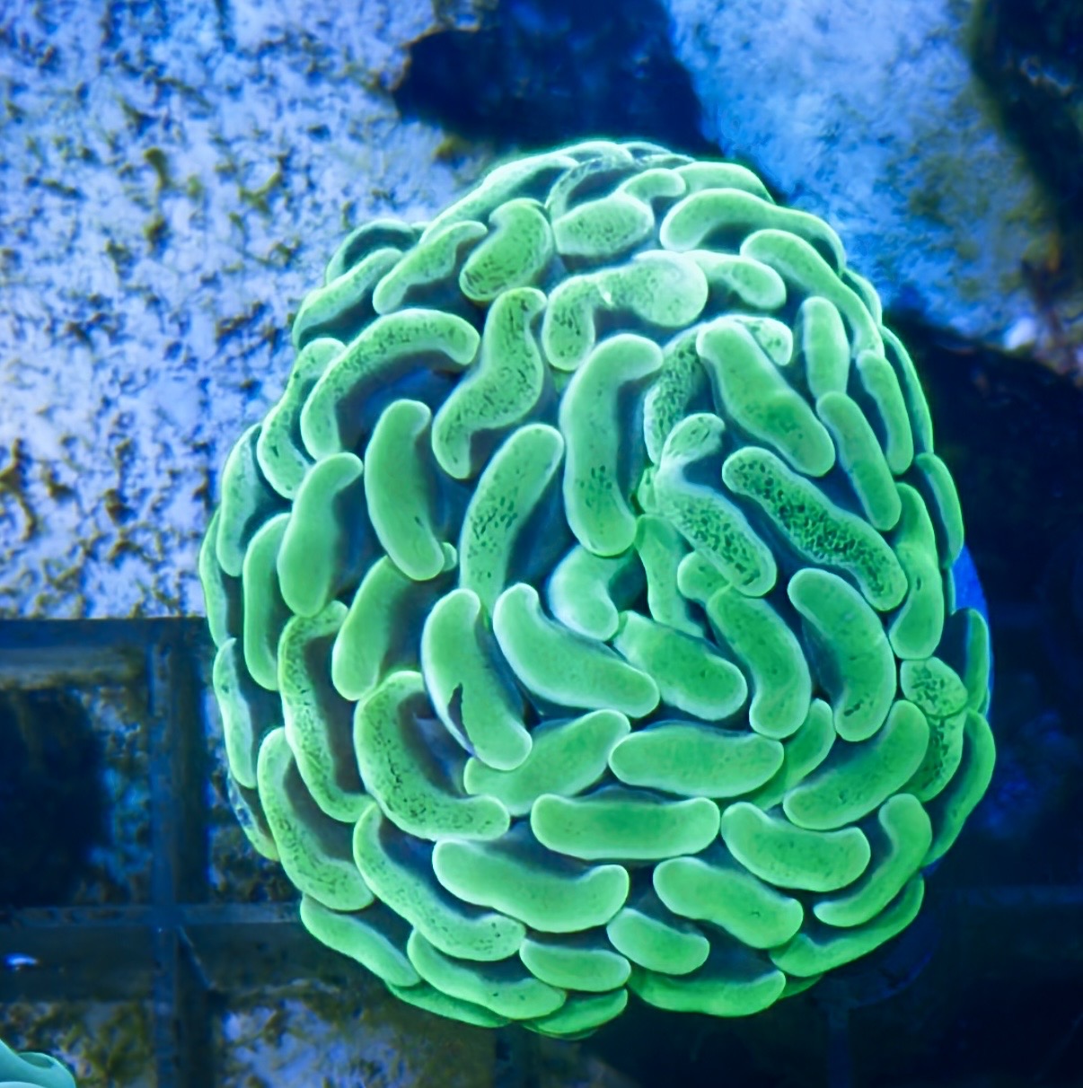Green hammer frag