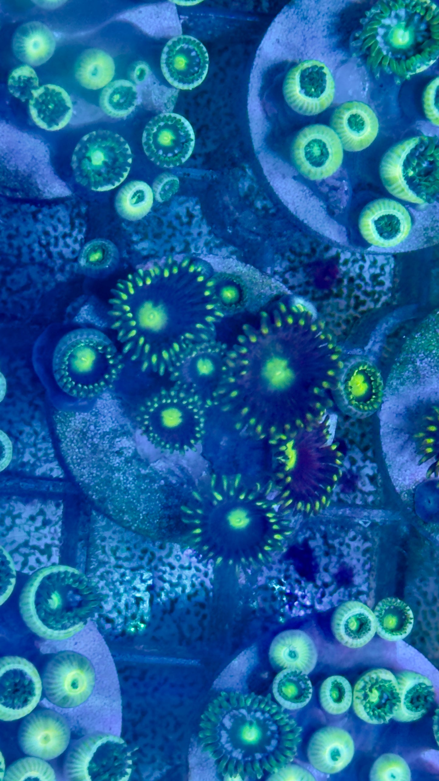 Zoa frags