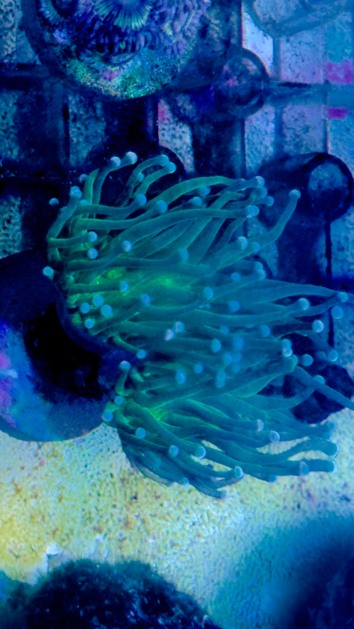 Torch frag