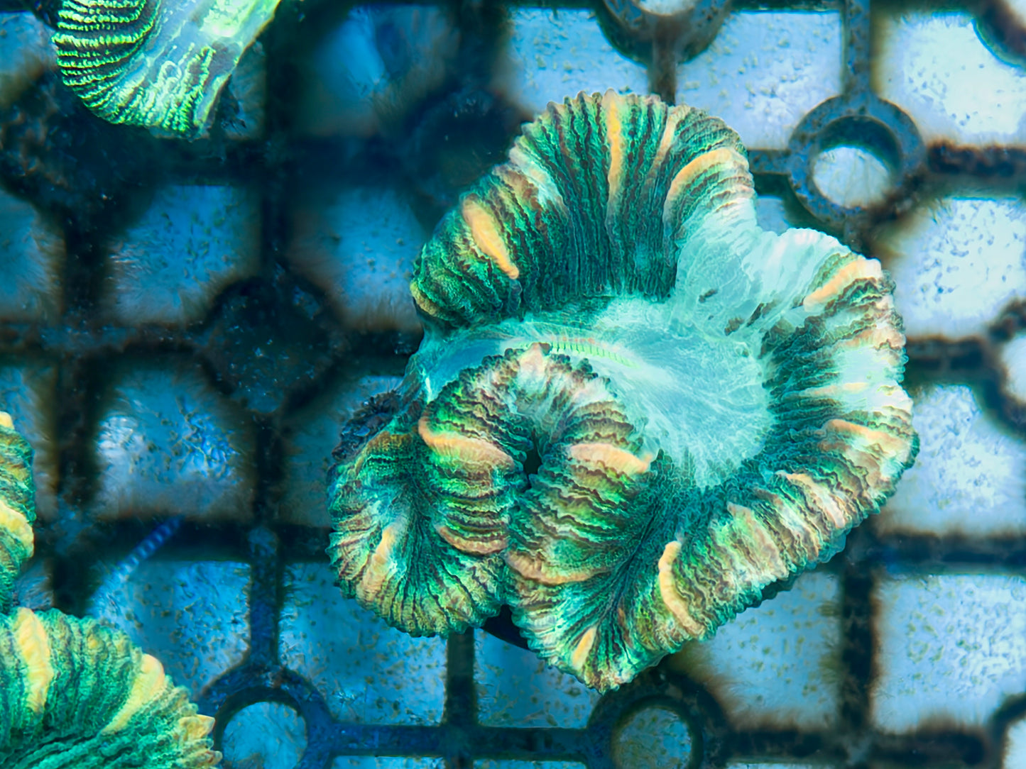 Trachy Frag