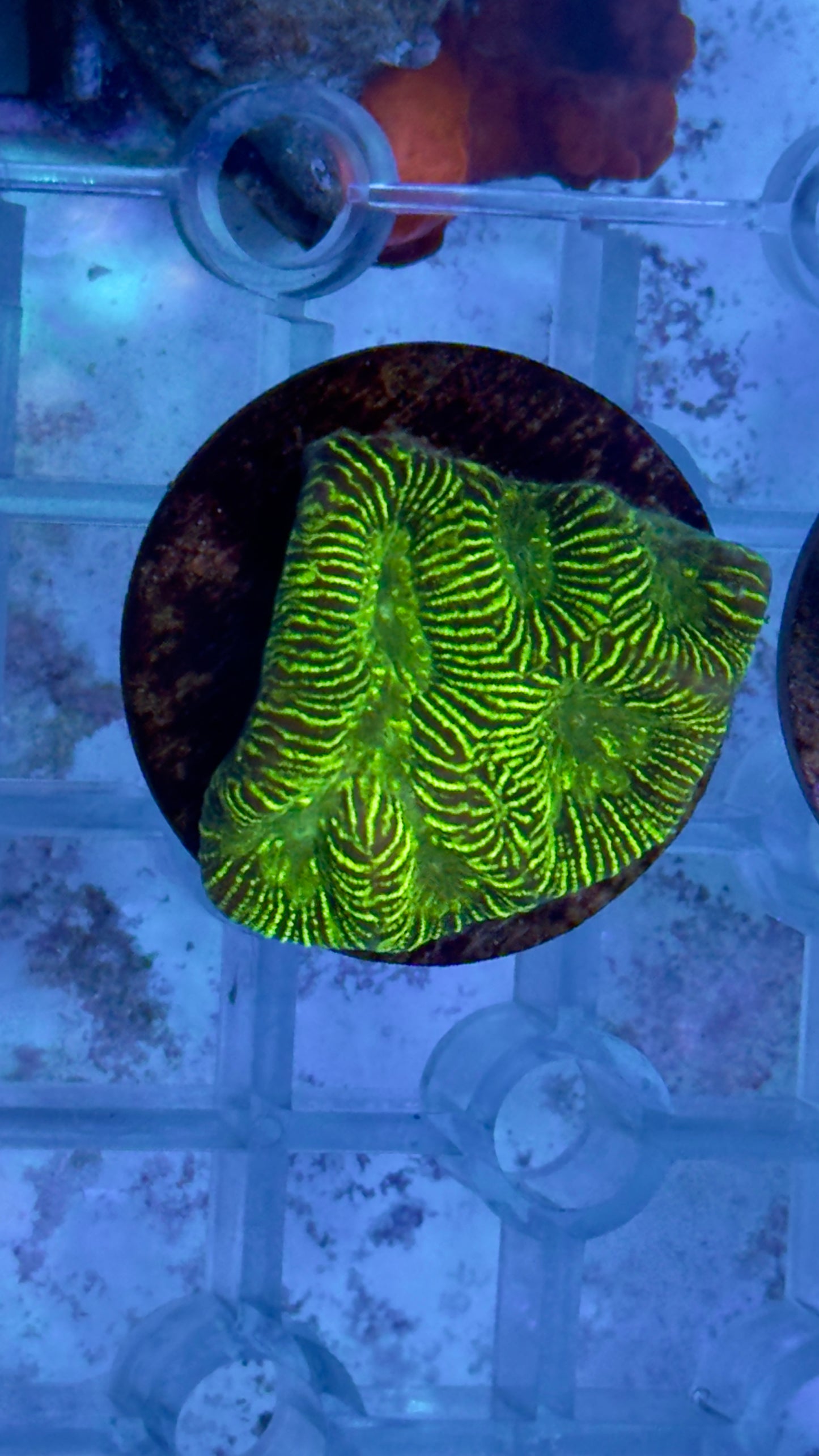 Moon coral frag