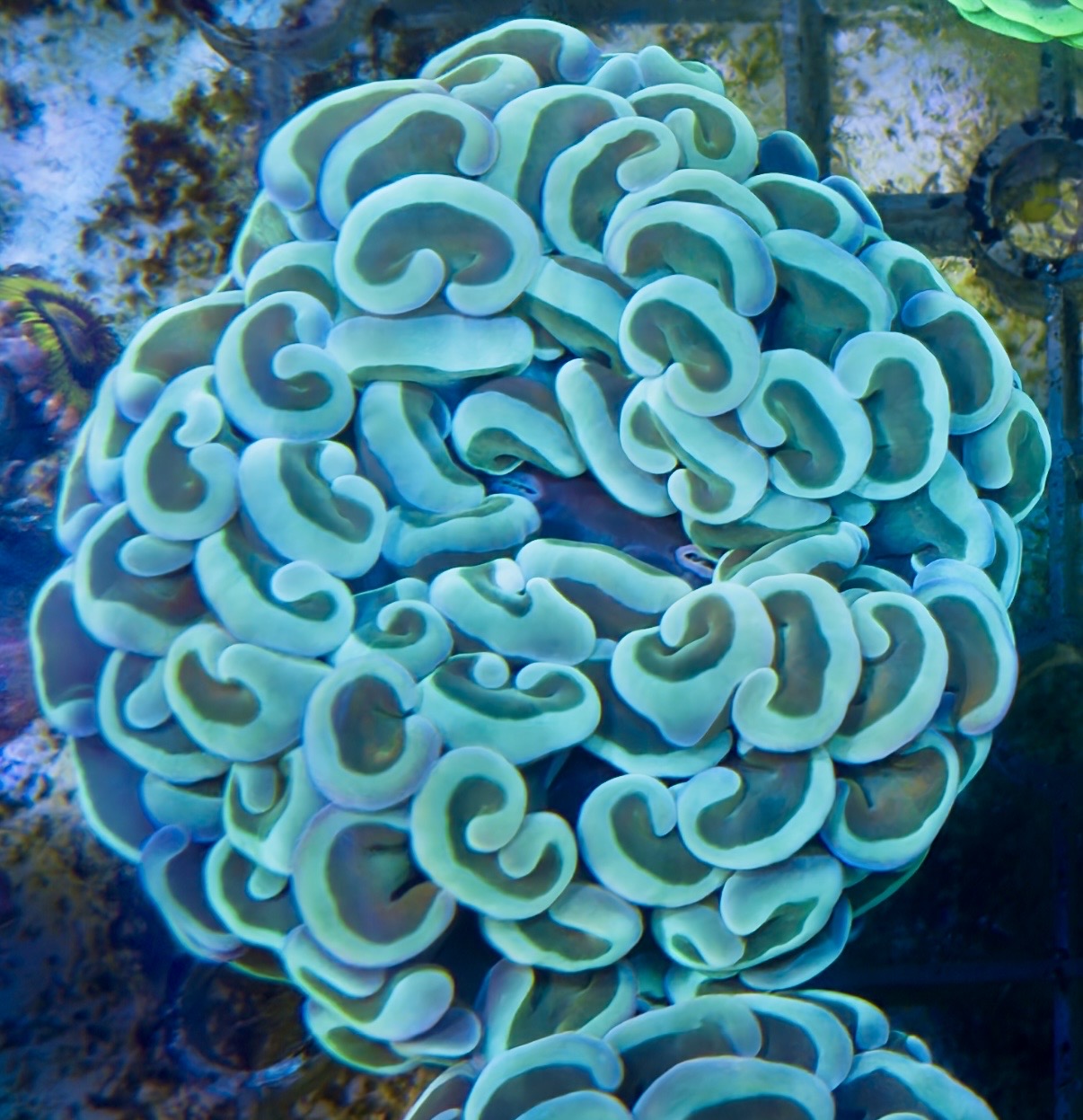 Teal hammer frag