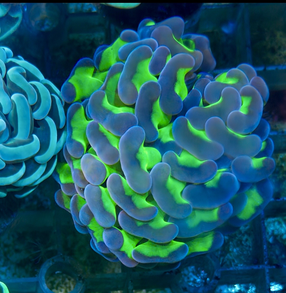 Ultra Reverse Stem hammer frag