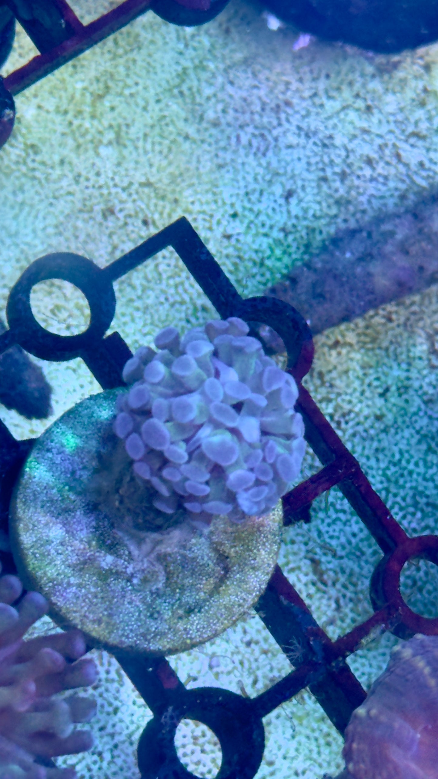 Branching hammer frags