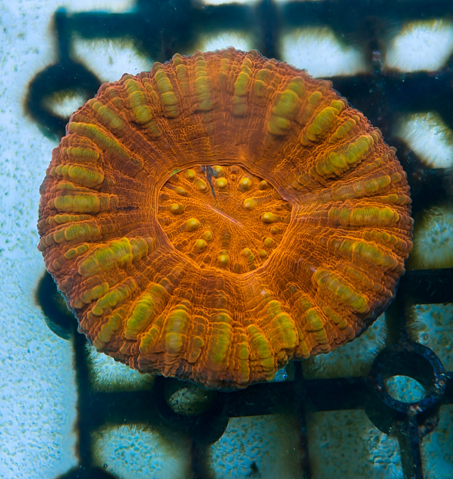 Scolymia