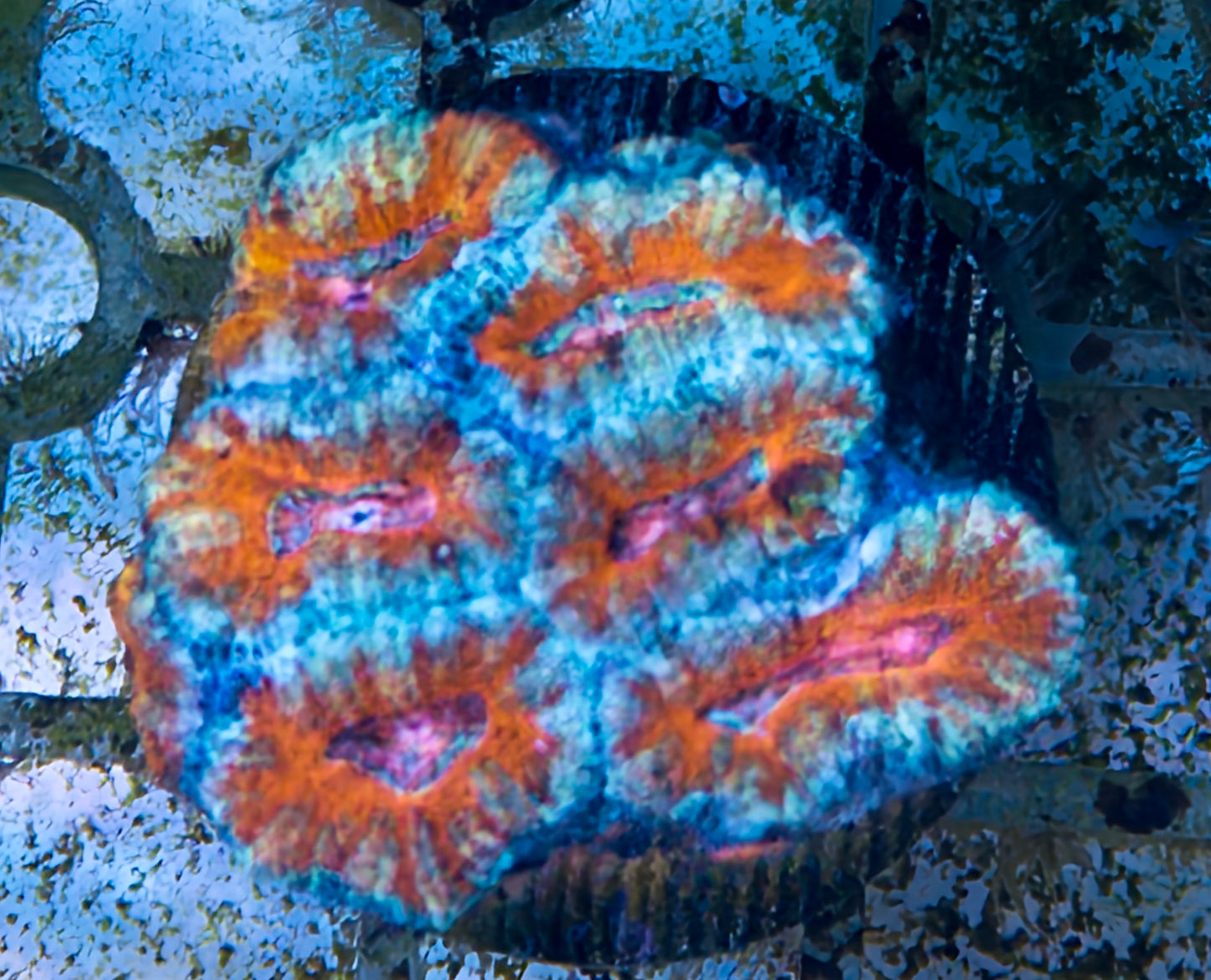 Acan Lord Frag