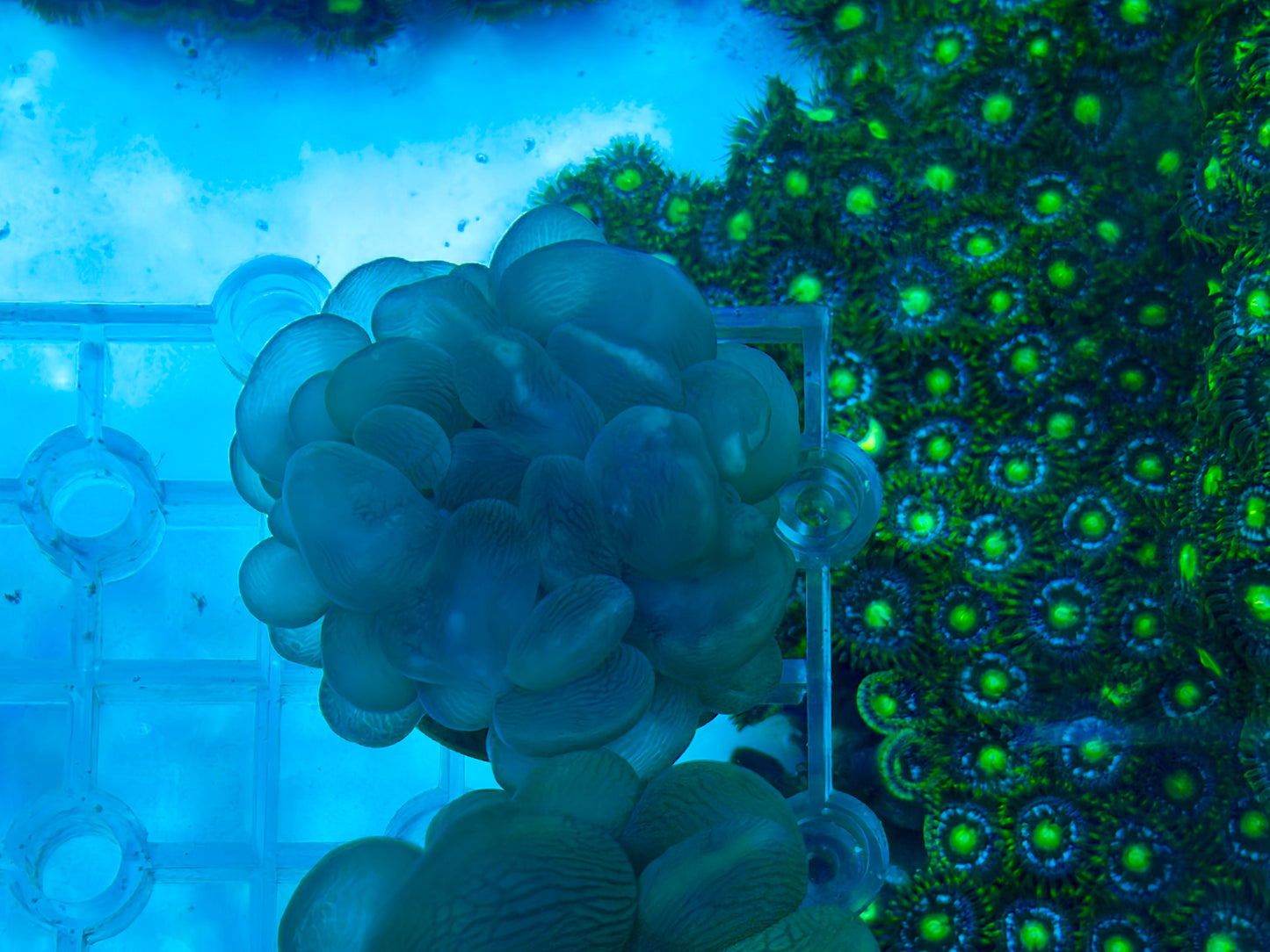 Bubble Frag