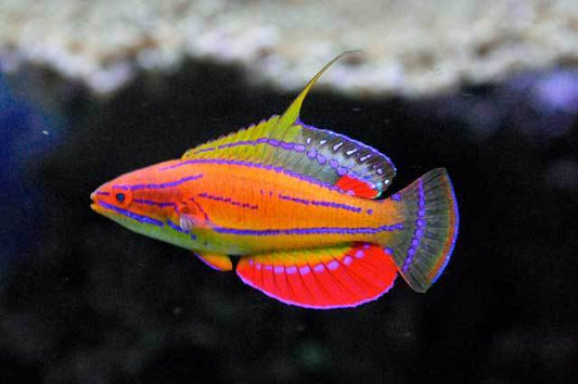 live fish, marine fish, live marine fish, marine tank, reef tank, reef aquaria