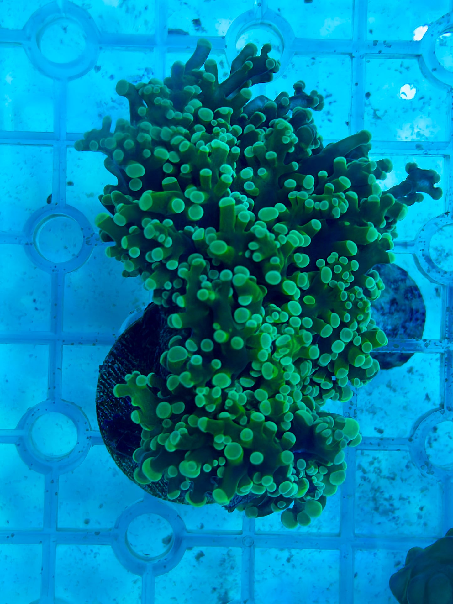 Mint Frogspawn Frag