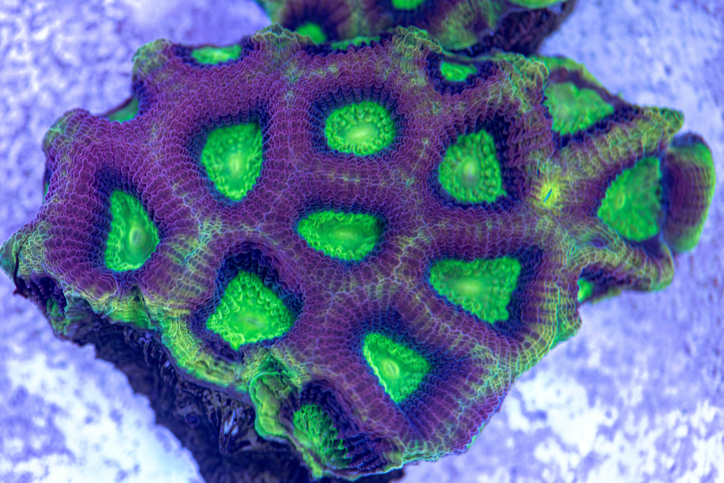 Dragon's Soul Favia 7140