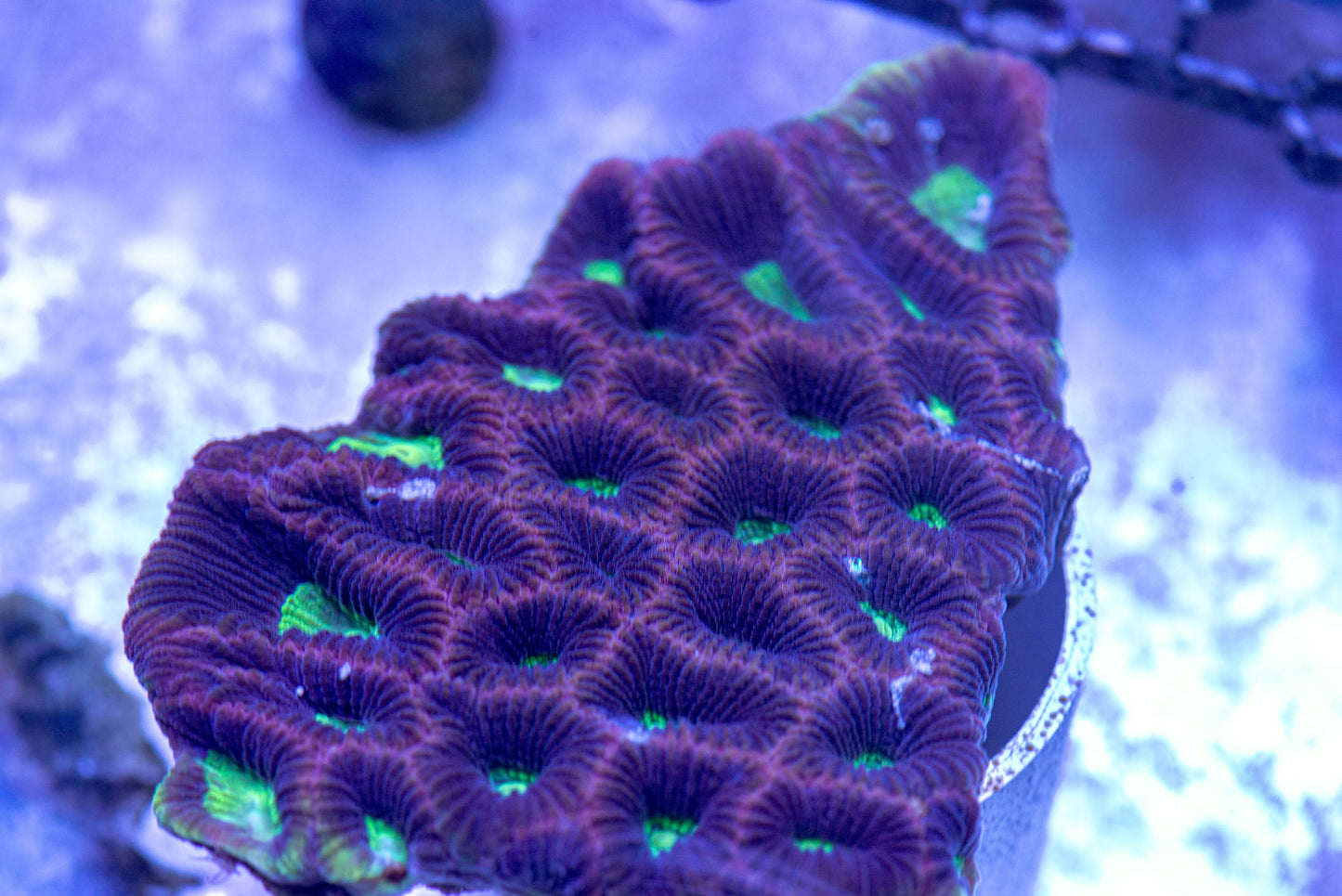 Dragon's Soul Favia 7140