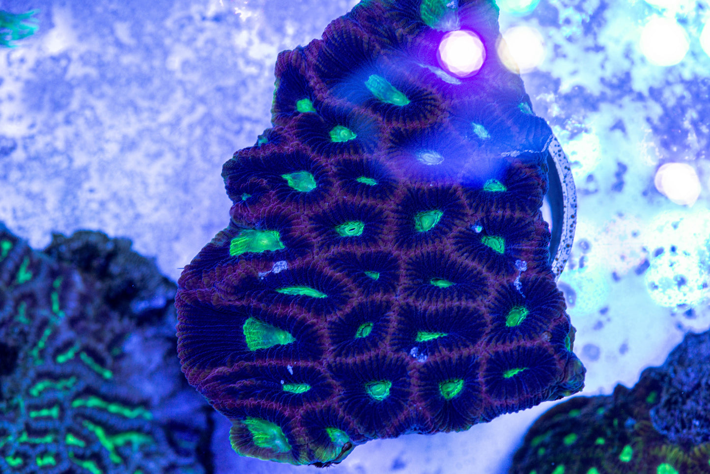 Dragon's Soul Favia 7140