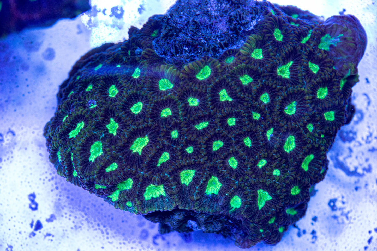 Dragon's Soul Favia 7140