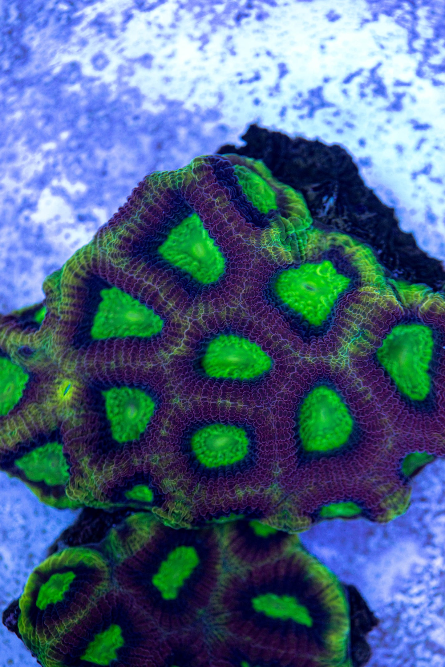 Dragon's Soul Favia 7140