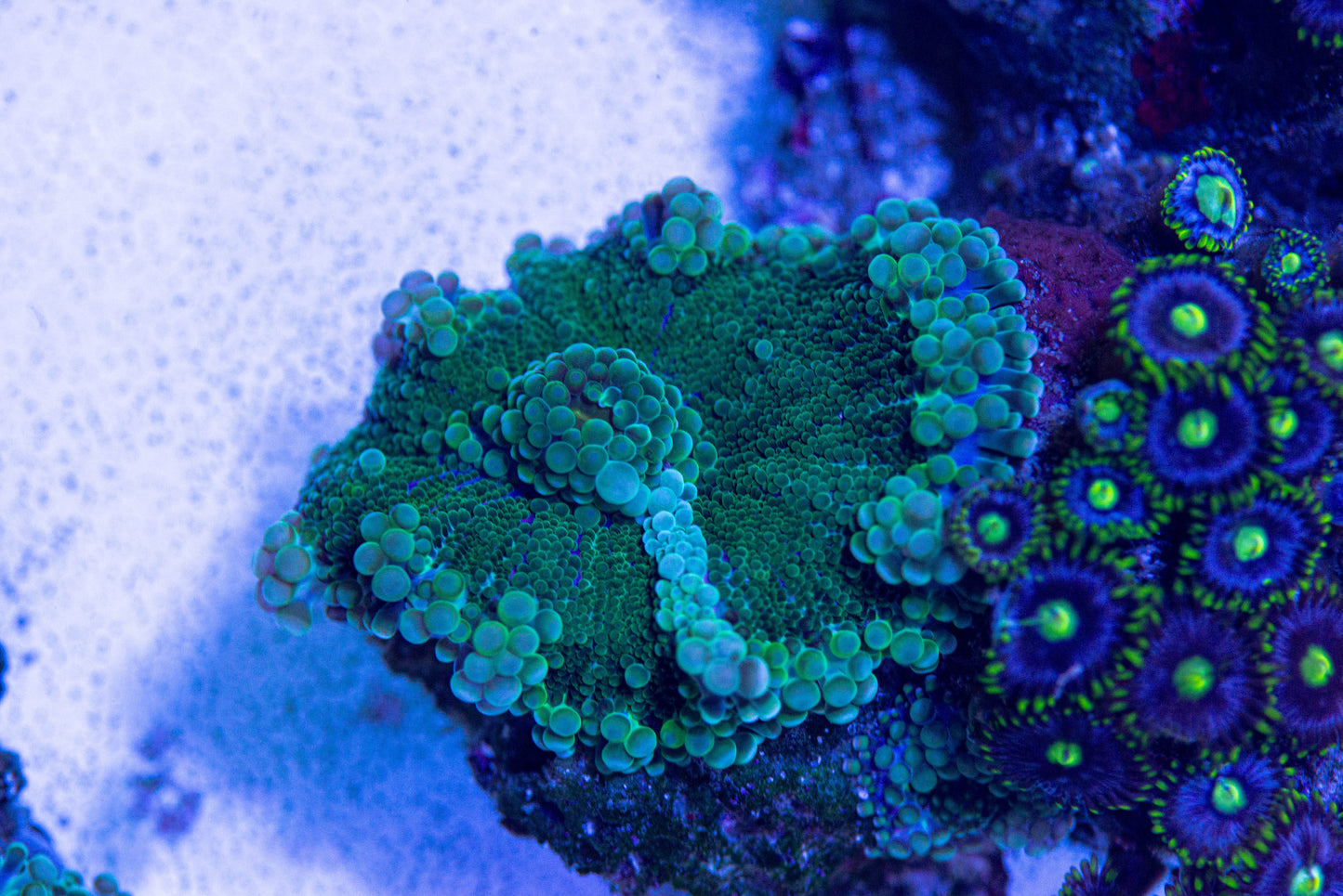 Ricordea Yuma mushroom coral 7245