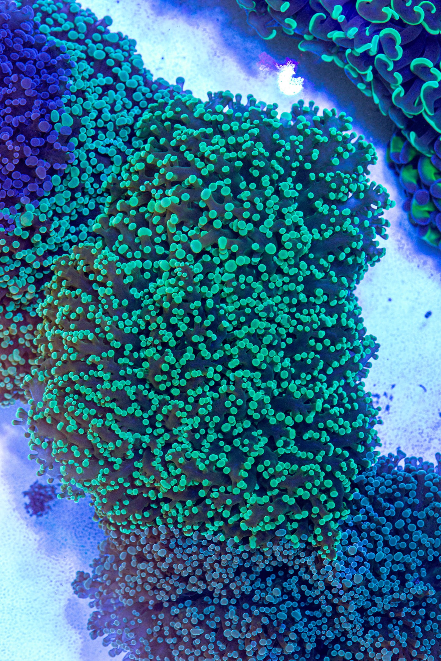 Frog Spawn coral 7297