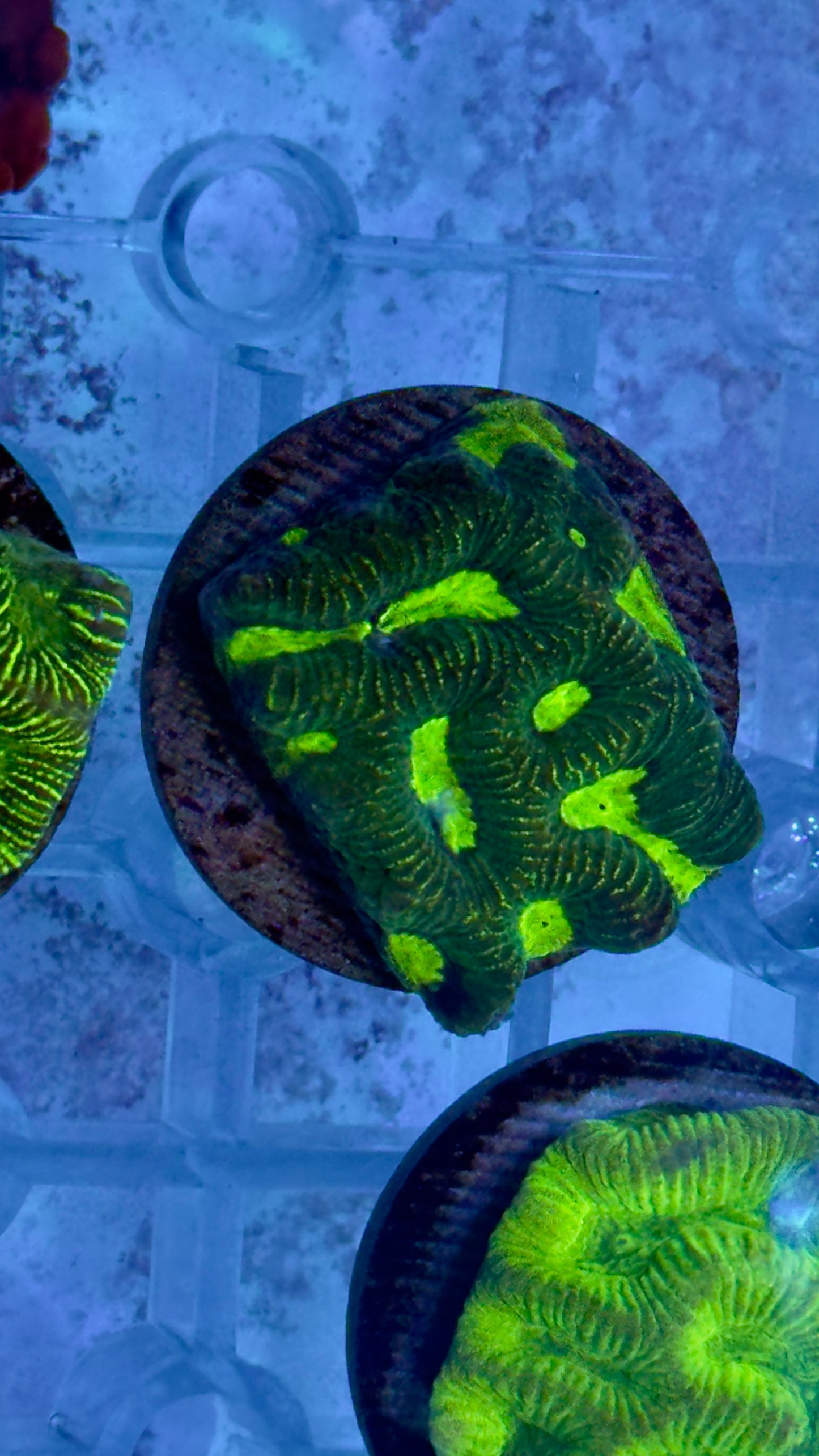 Moon coral frag