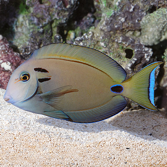 Lieutenant Surgeonfish