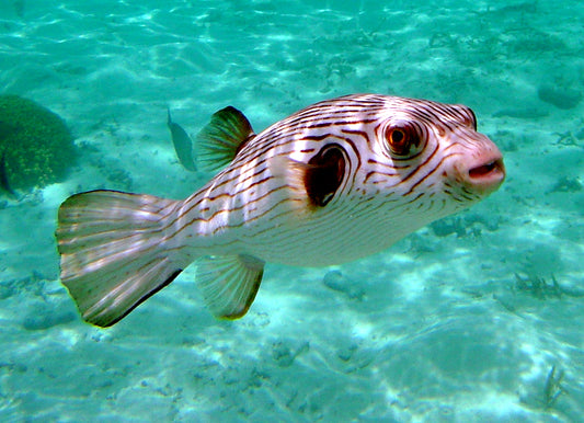 Narrow-Lined Puffer