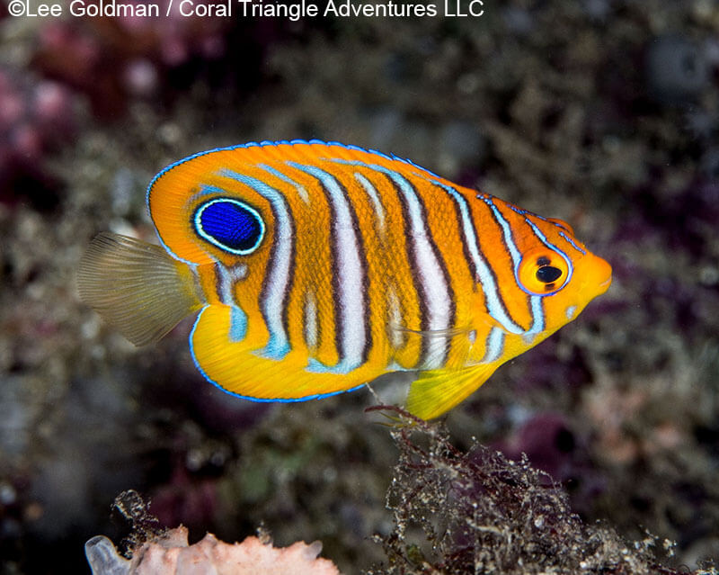 Regal angelfish full adult