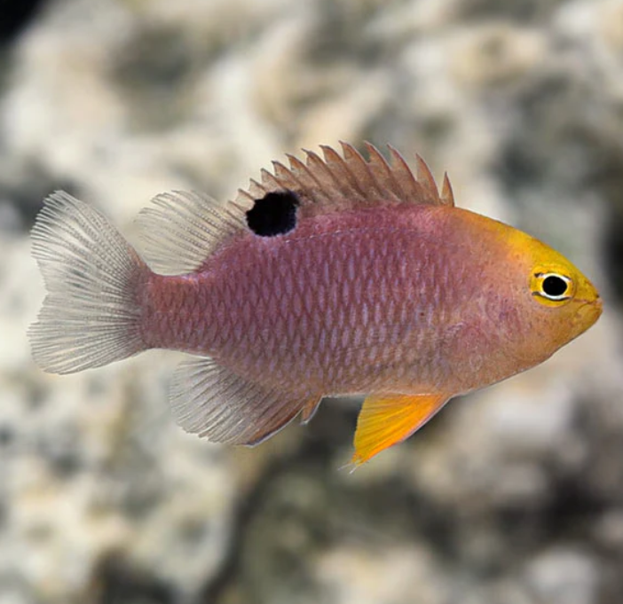 Talbot's Damselfish