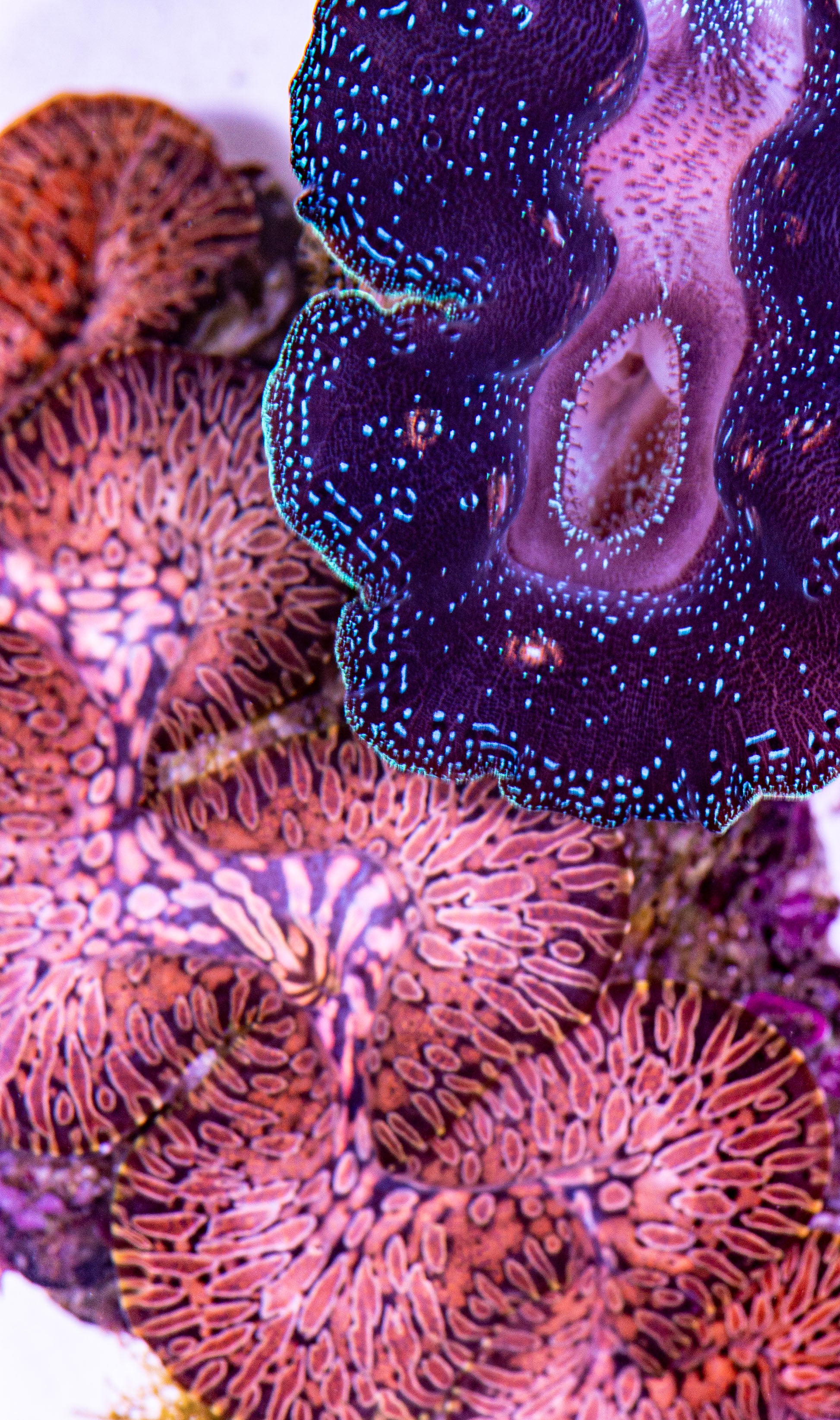 Reef Aquaria - Marine aquarium specialty store.