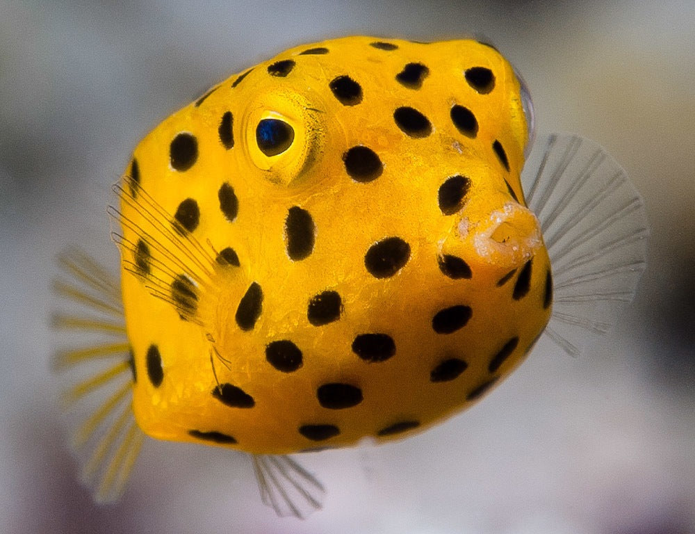 Boxfish