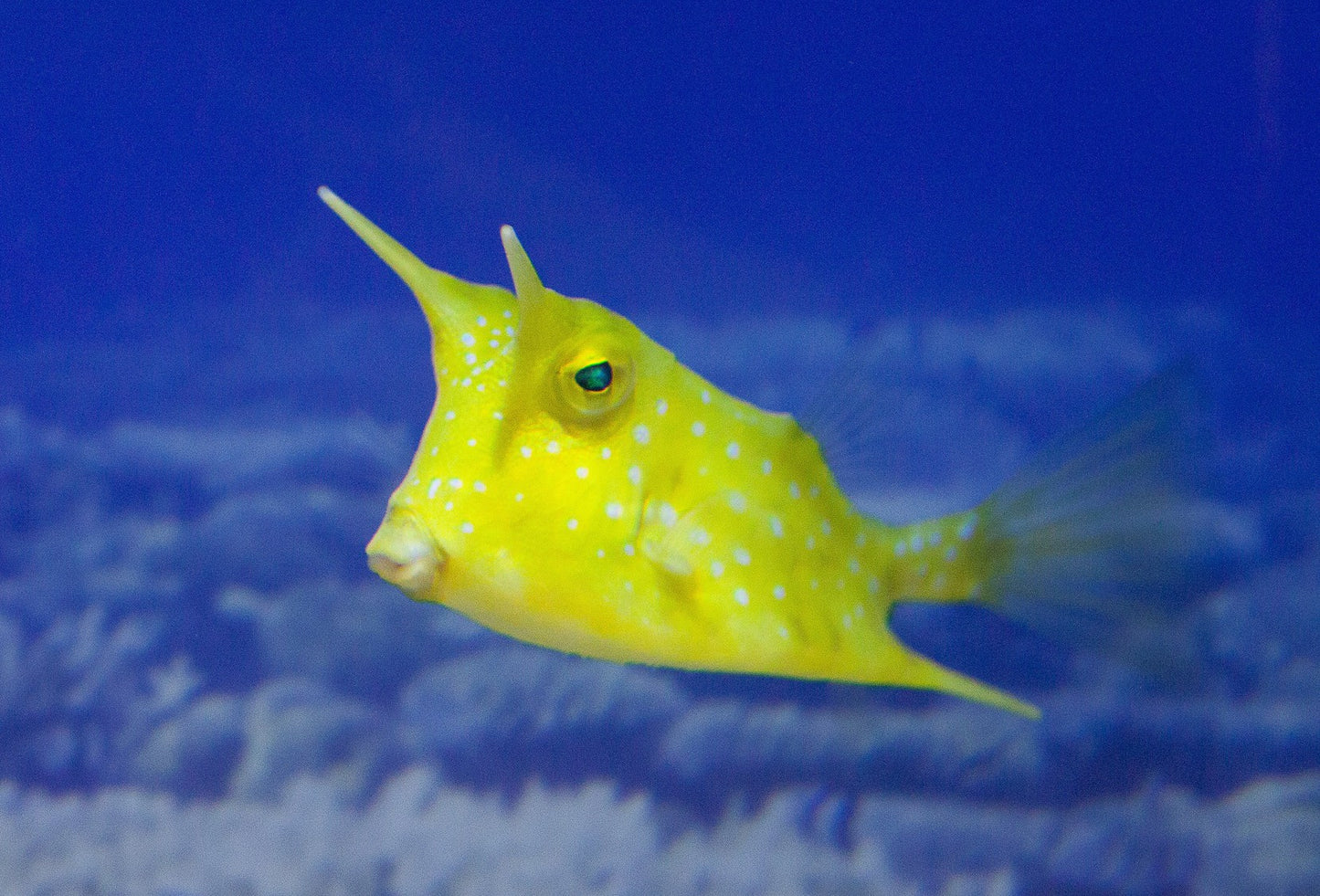 Longhorn Cowfish 1cm XS size