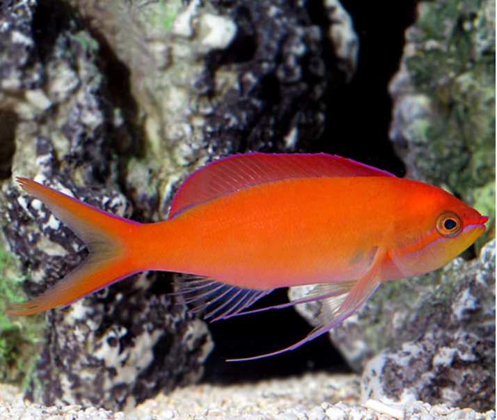 Dispar Anthias
