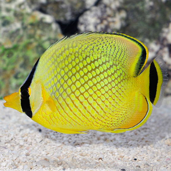 Raffle's Butterflyfish