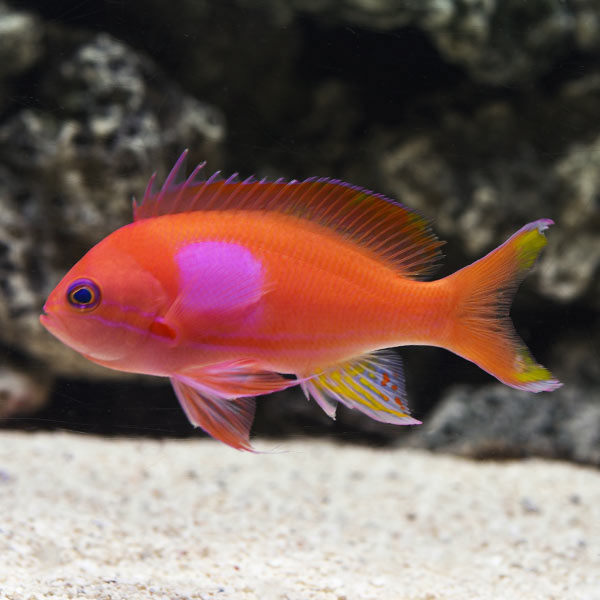 reef aquaria, reef tank, live fish, marine fish, marine aquarium, fish tank, live coral