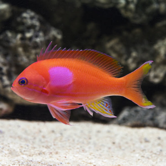 reef aquaria, reef tank, live fish, marine fish, marine aquarium, fish tank, live coral