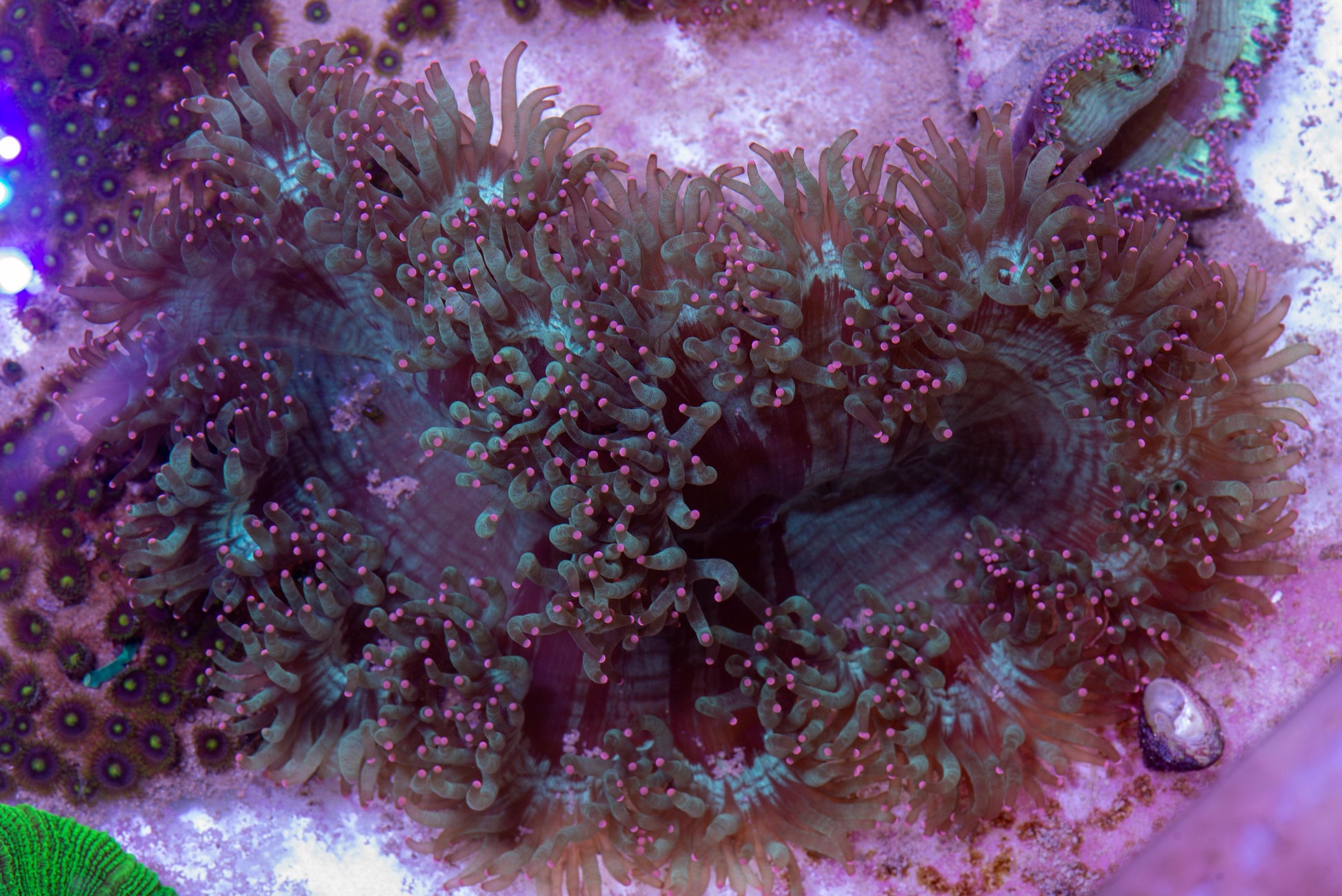livestock, live fish, marine fish, reef fish, live coral, coral tank, reef tank, saltwater aquarium, aquarium, reef aquaria, Elegance coral