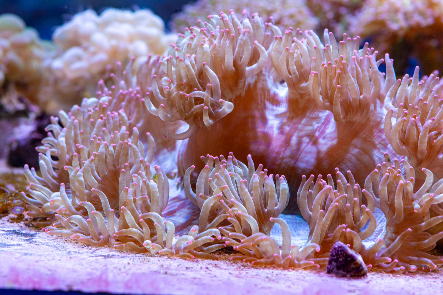 livestock, live fish, marine fish, reef fish, live coral, coral tank, reef tank, saltwater aquarium, aquarium, reef aquaria,
