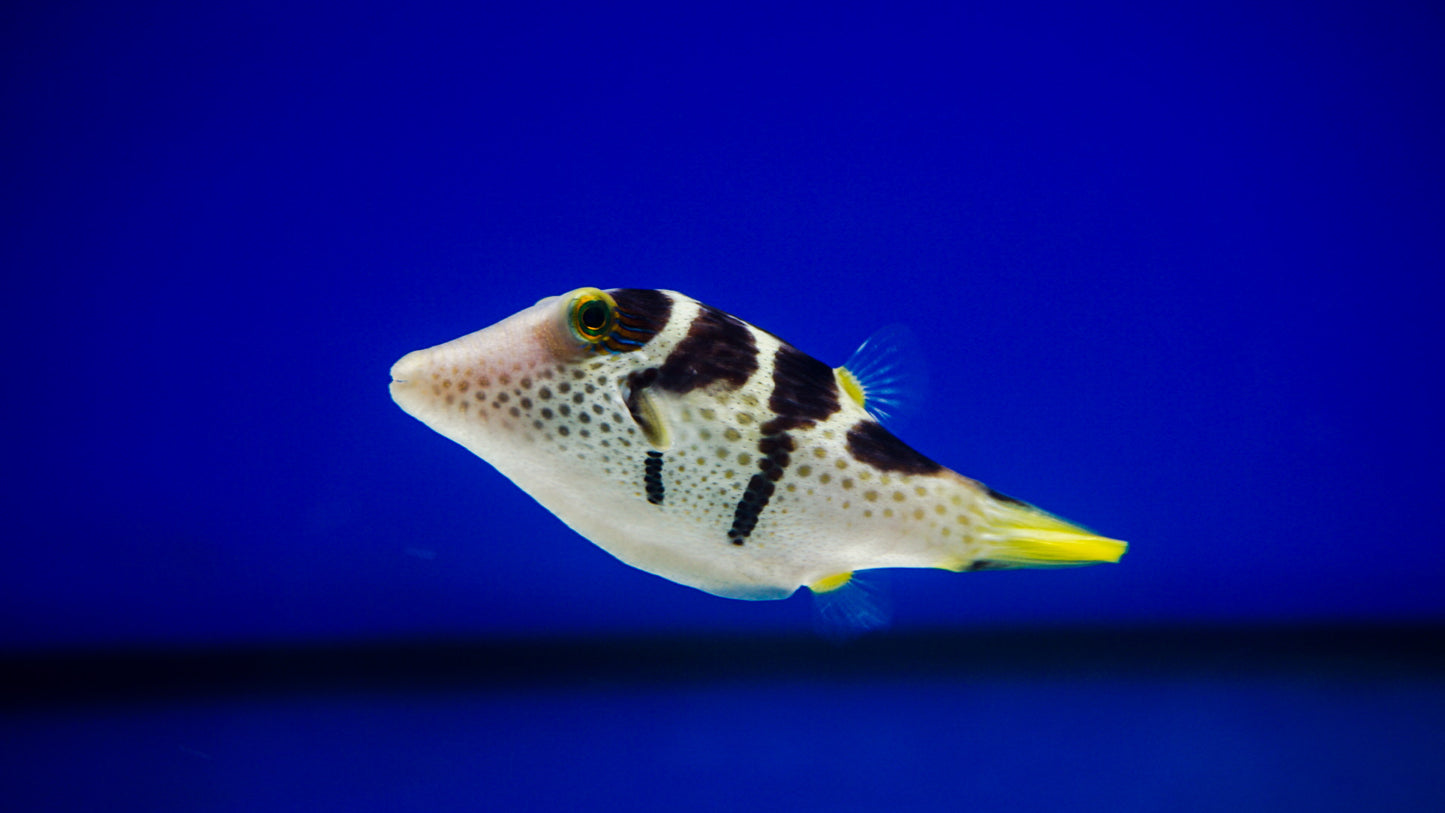 Black Saddle Puffer Fish - Reef Aquaria