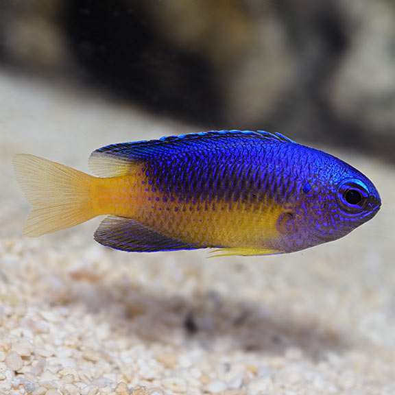 Blue Gold Damsel