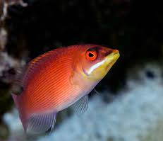 Disappearing Wrasse - Reef Aquaria