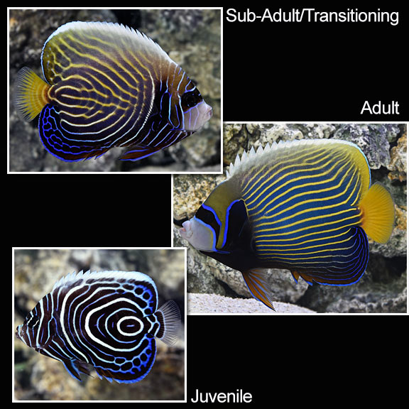 Juv. Emperor Angelfish