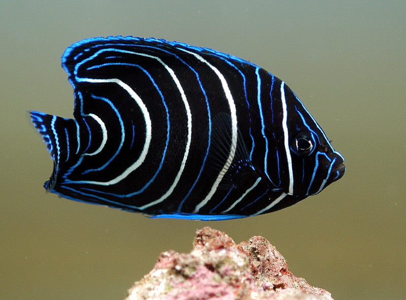 Koran Angel Fish Juv.