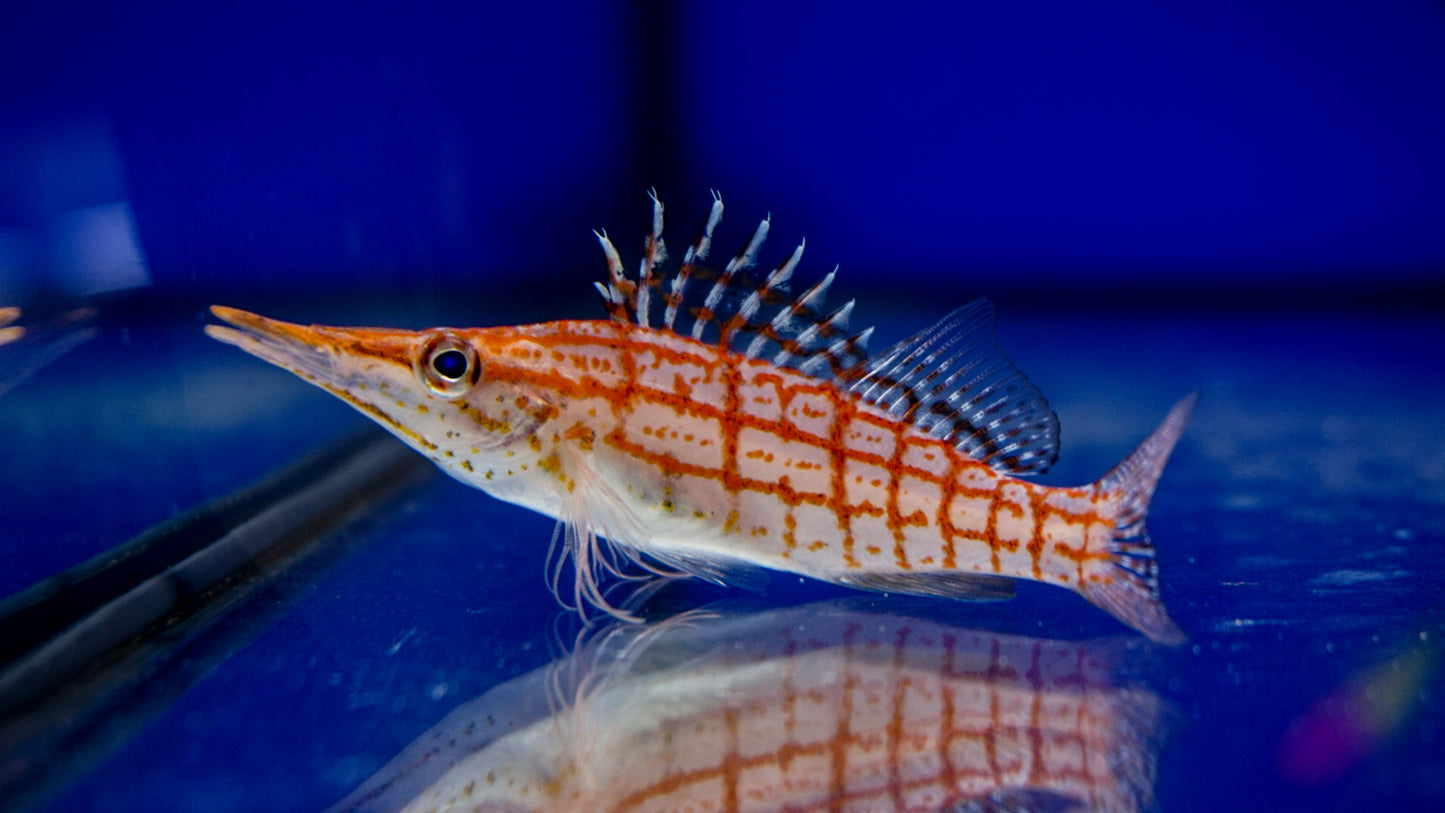 Long Nose Hawkfish - Reef Aquaria
