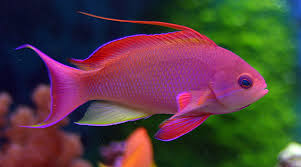 Lyretail Anthias MALE