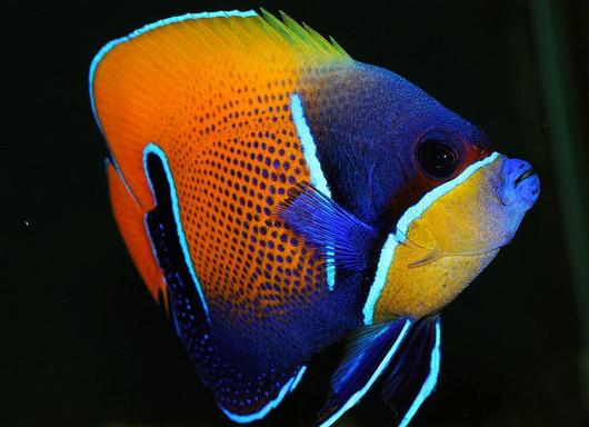 Majestic Angelfish Adult - Reef Aquaria