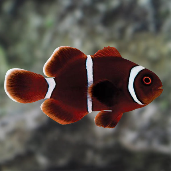 Maroon Clowfish