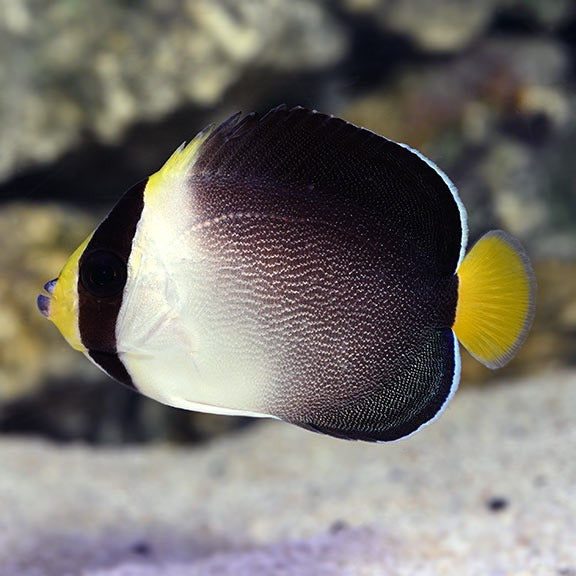 Singapore Angelfish - Reef Aquaria