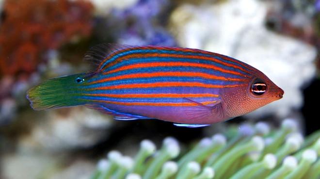 Six Line Wrasse - Reef Aquaria