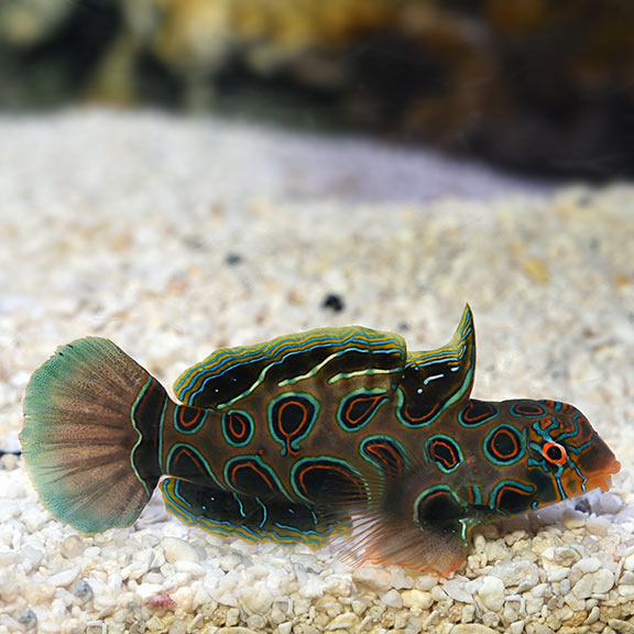 Spotted Mandarin - Reef Aquaria